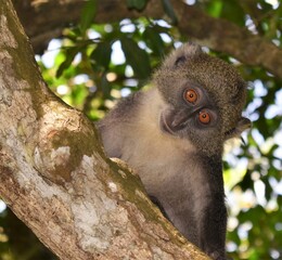 Sykes African Monkeys