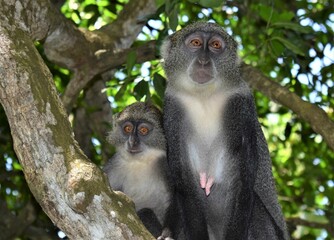 Sykes African Monkeys