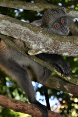 Sykes African Monkeys