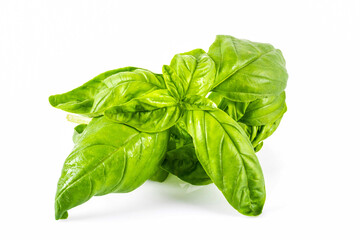 Fresh basil (ocimum basilicum) on white background.