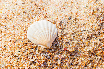 beautiful clam shell on beige sand on the beach close up