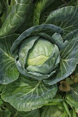 One head of cabbage growing in the local community garden.