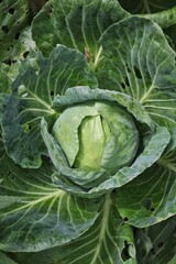 cabbage in the garden