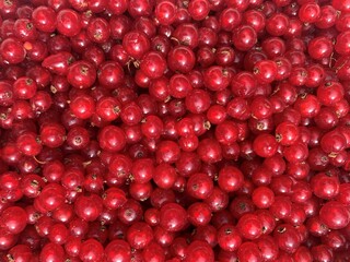 A close up of several red currant berries just after picking. These healthy berries are packed with vitamin C.