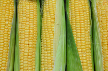 Ripe corn swings are stacked as a background.