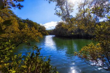 Lane Cover River Mangroves