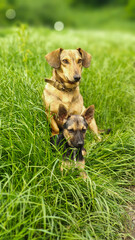 Two little cute street dogs in green bright juicy fresh grass. Puppies. Funny and playful pets.