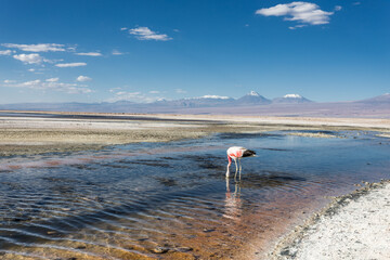 Flamingo, Salzsee Atacama-Wüste, San Pedro de Atacama, Chile
