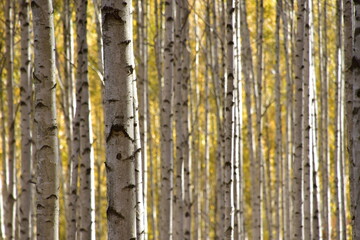 Obraz premium 한국 인제의 자작나무 숲