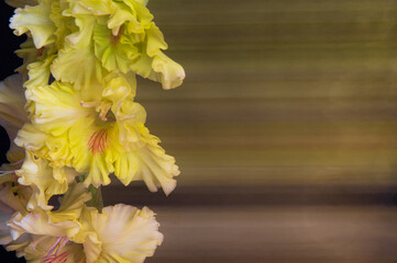 Yellow gladiolus close up on black blurred background