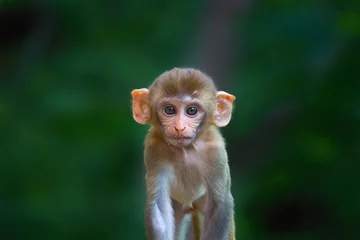 Draagtas Portrait of a Lovely Young Rhesus macaque monkey or Primate or also known as Macaca in a playful mood looking into   the camera in an adorable way © Robbie Ross