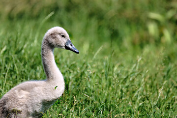 Cygnet