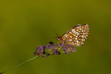 butterfly nature macro photography flower,Heath Fritillary, Melitaea athalia
