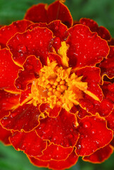 red marigold petals with water drops 