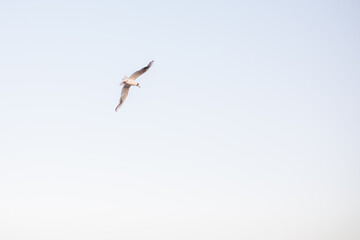 beautiful seagulls walk along the sandy seashore