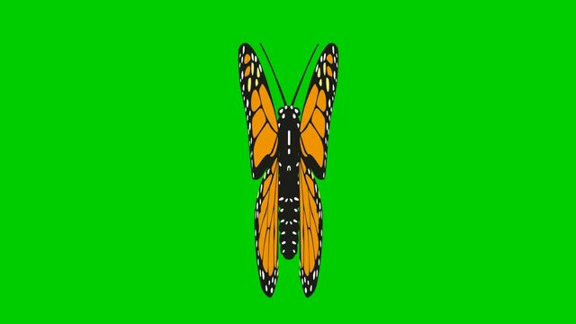 Animated black orange butterfly flaps. Looped video. Flat vector illustration isolated on green background.