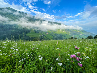 Alpenwiese blüht im Sommer in den Alpen