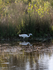 White Little Tufted Egret Looking for its Preys in a Pond
