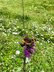 admiral butterfly on flower in the garden