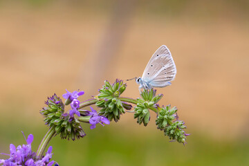 butterfly macro nature flower photograpy