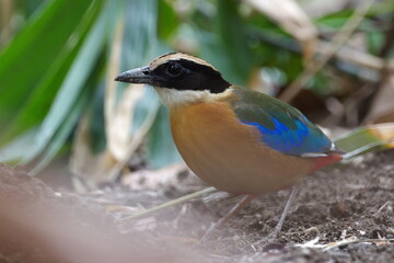 Blue-winged Pitta A bird staring at something unusual in nature.