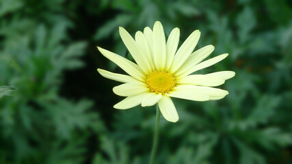 yellow daisy flower