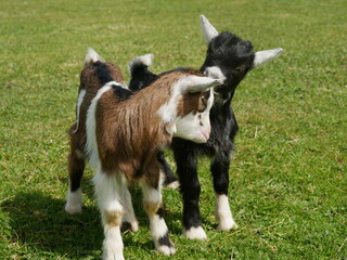 Naklejka na ściany i meble two goats in meadow