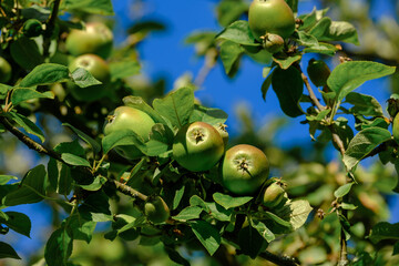 An einem Ast in einem Apfelbaum: Mehrere noch unreife Äpfel vor einem blauen Himmel im Hintergrund