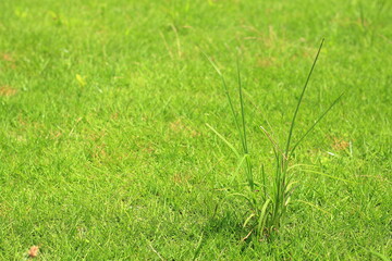 芝に生えた雑草