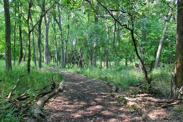 path in the forest