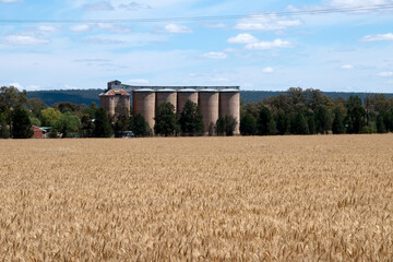 Ariah Park Australia, field of wheat  ready for harvest with grain silos in background