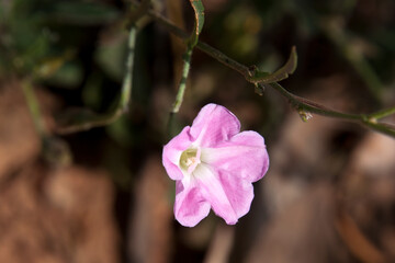Ariah Park Australia, springtime pink flower of a creeper or vine