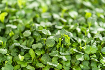 Microgreens