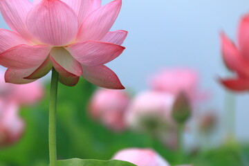 8月に咲いている蓮の花