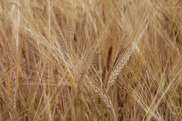 field of rye
