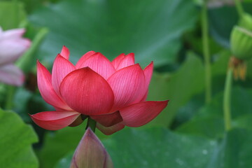 Obraz premium 8月に咲いている蓮の花