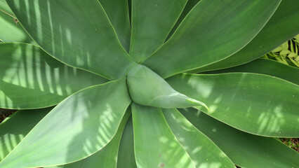 agave 