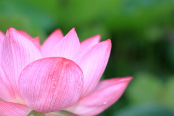 Fototapeta premium 8月に咲いている蓮の花