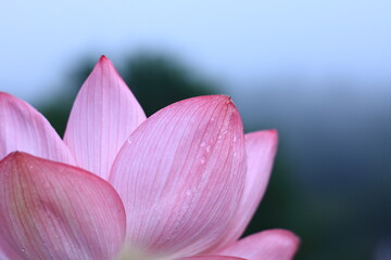 Fototapeta premium 8月に咲いている蓮の花