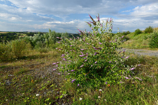 Schmetterlingsflieder // Summer lilac, butterfly-bush  (Buddleja davidii)