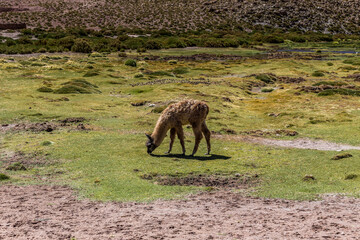 Fototapeta premium Lama in Atacama-Wüste, Chile