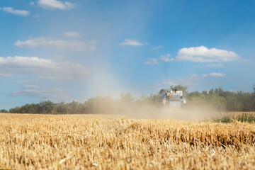 Fototapeta premium Scenic landscape of ripe golden organic wheat stalk field against blue sky on bright sunny summer day. Cereal crop harvest growth background. Agricultural agribuisness business concept