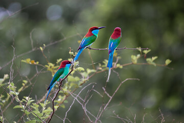 Three Blue-throated Bee-eater on tree branch in the jungle.
