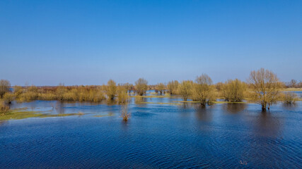 Flooded trees during a period of high water. Trees in water. Landscape with spring flooding of Pripyat River near Turov, Belarus.