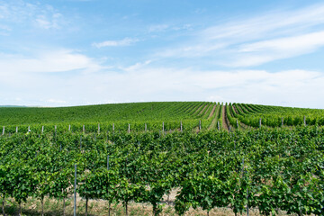 Fototapeta na wymiar wine field closeup summer view europe czech republic agriculture harvest growing landscape plantation vineyards