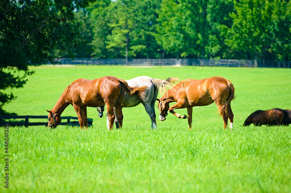 Wall mural Thoroughbred horses on a Kentucky horse farm