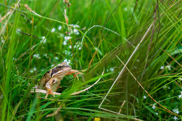 A Pondering Frog