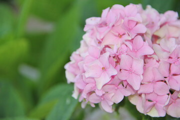 pink hydrangea flowers.close up of pink hydrangea