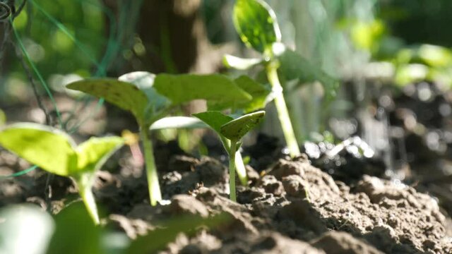 Close-up shot of watering cucumber sprout. Drops falling on the plant. Farming and agriculture