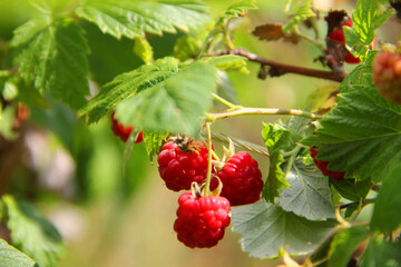 red and green raspberries in the forest. Ripe raspberries on the bushes in the garden in summer